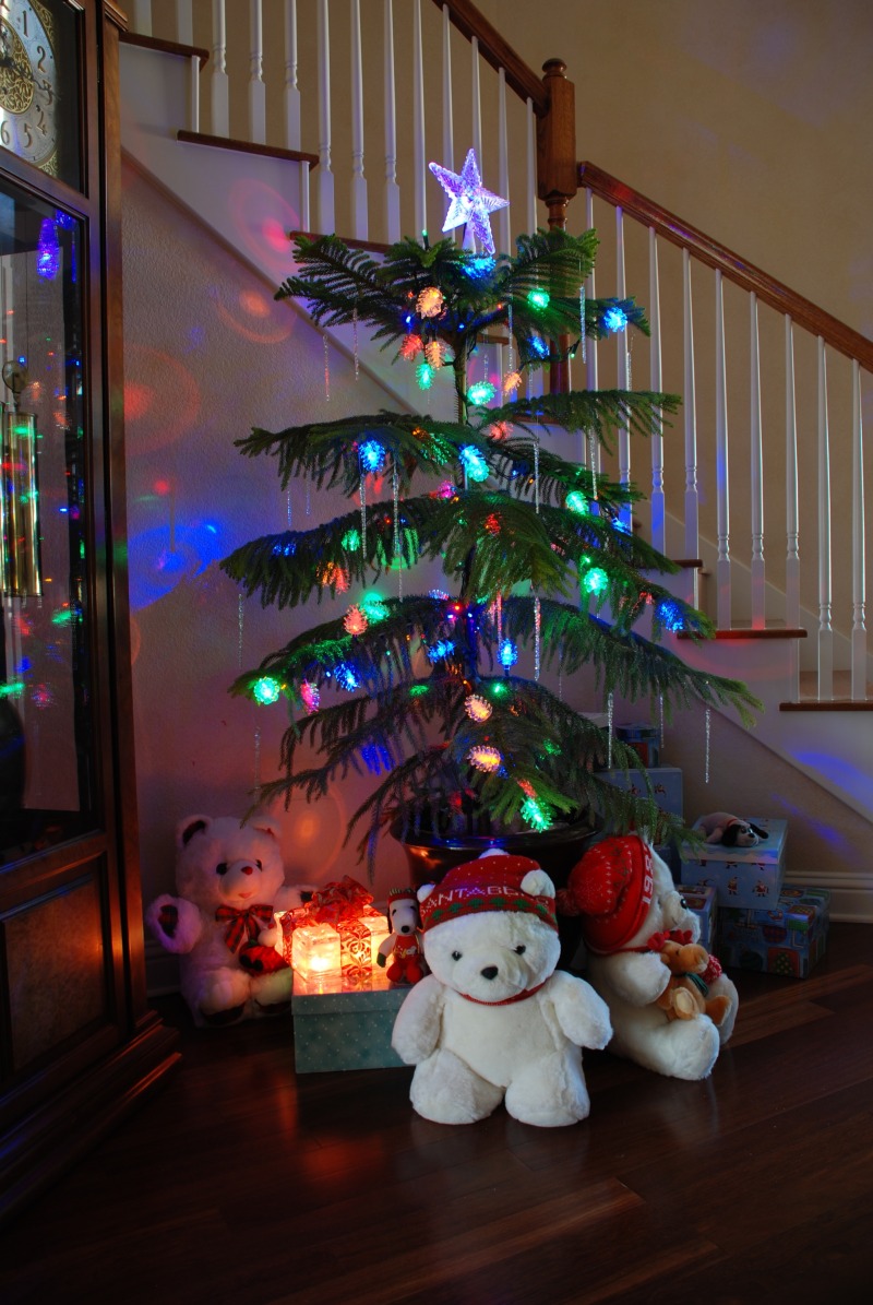 2012/12(Dec)/10(Before Christmas Fun)/800x600_2012-12 Norfolk Pine 4.jpg